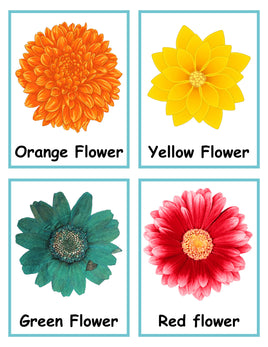 Role-Play - Flower Shop - Flower Colors